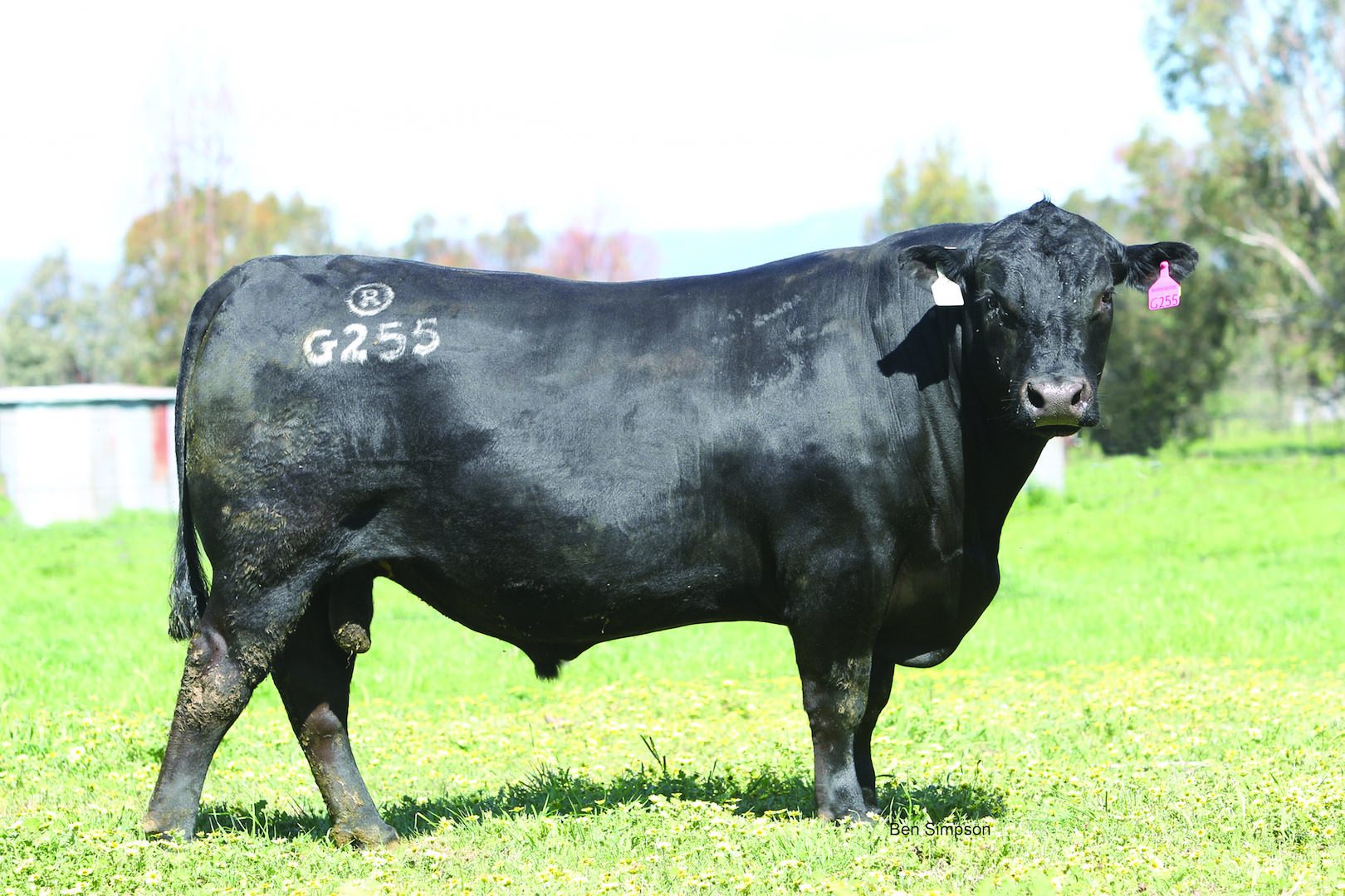 G255